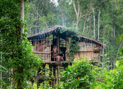 suku terunik  papua tinggal  rumah pohon hingga punya tradisi potong jari kumparancom