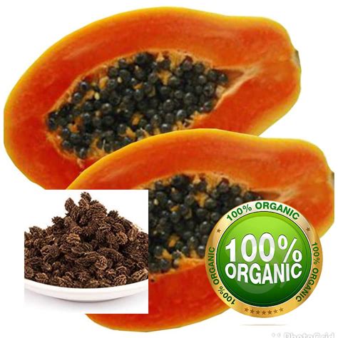 dried papaya seeds dried papaya seeds powder  organic etsy