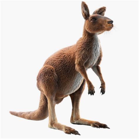 kangaroo fur model turbosquid