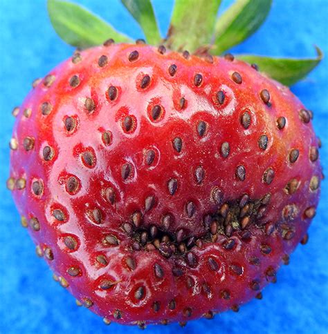 black seed disease  strawberry