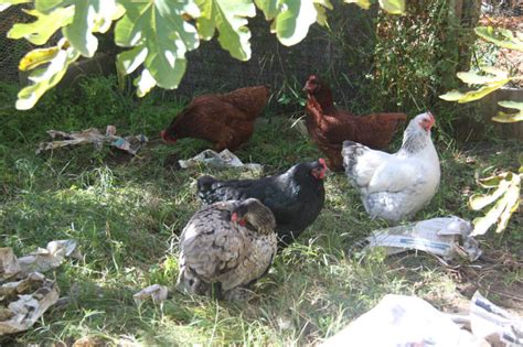 early bird farm chickens the gateway drug