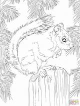 Squirrel Supercoloring sketch template
