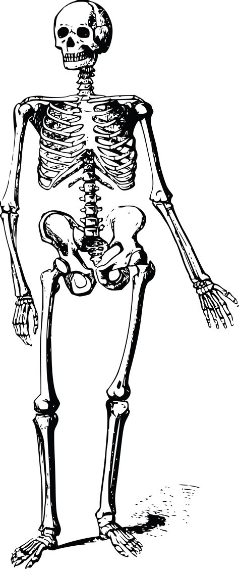 clipart   skeleton