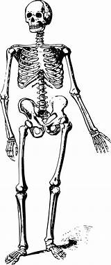 Skeleton Clipart Bones Drawing Transparent Dancing Skeletons Svg Graphic Bone Sketch Pixabay Domain Public Dead sketch template