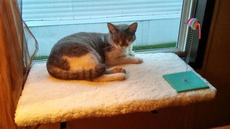 Lost Cat Domestic Short Hair In Madison Heights Mi Lost My Kitty