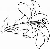 Giglio Lys Fiori Lilies Coloriages Printmania sketch template