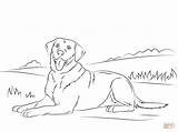 Labrador Coloring Dog Retriever Choose Board Print Cartoon Pages sketch template