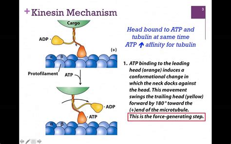 kinesin structure function youtube