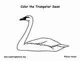 Swan Trumpeter Coloring Trumpet sketch template