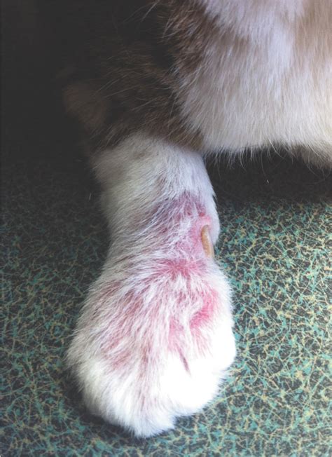 Feline Cutaneous Lymphocytosis Case Report And Summary Of The