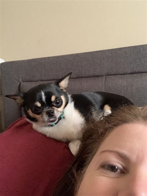 poot poots morning face rchihuahua