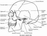 Cranial Flashcards Flashcard Skeleton Anatomical Physiology Skeletal Sheet Proprofs sketch template