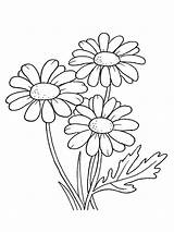 Daisy Coloring Pages Print Getdrawings sketch template