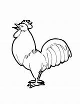 Rooster Drawing Simple Draw Roosters Line Getdrawings sketch template