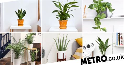 The Best Plants For Your Bedroom To Help You Sleep Metro News