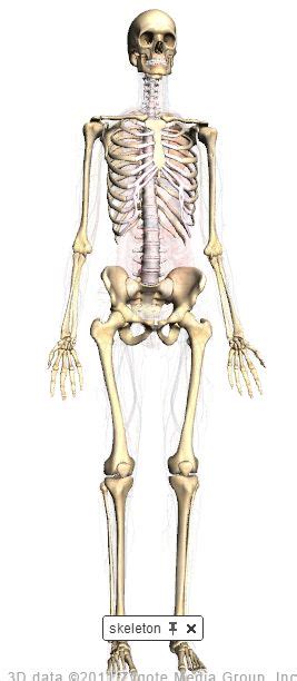 gratis anatomi pa internettet benyt google body
