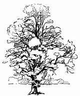 Tree Coloring Printouts Trees Pages Printables Plants Open Print sketch template