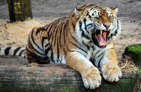tigre caracteristicas habitat alimentacion reproduccion informacion