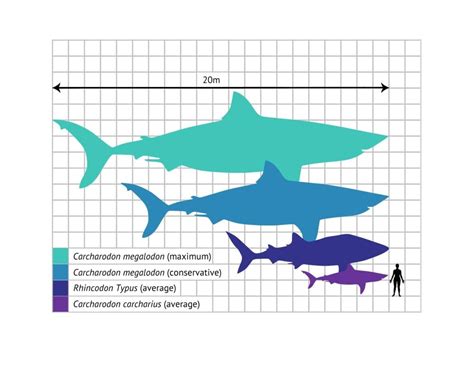 shark size comparison poster print  gwen shockeyscience source