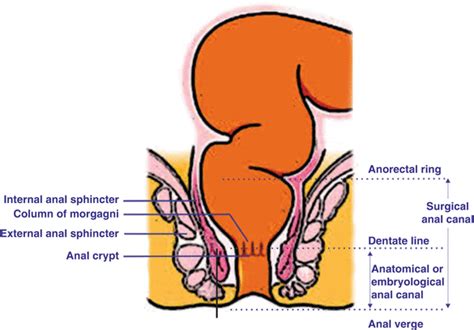 surgical anatomy of anal canal and rectum springerlink