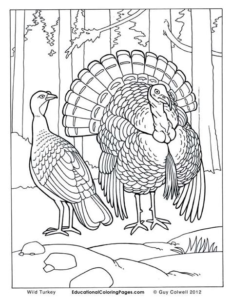 bird coloring pages  printable realistic