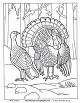 Coloring Pages Turkey Realistic Animal Printable Wild Animals Birds Real Bird Hunting Drawing Print Two Book Farm Life Duck Color sketch template