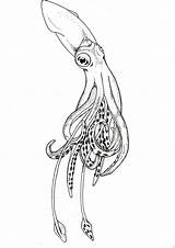 Drawing Drawings Squid Vector Illustrator Tattoo Line Draw Convert Converting Cool Graphic Unique Ink Into Bing Pen Sea Pencil Coloring sketch template