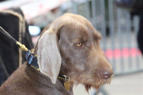 chien ch nougatine nee blanche danibull