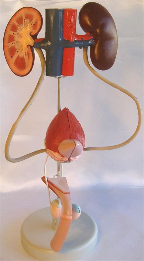 male urinary system