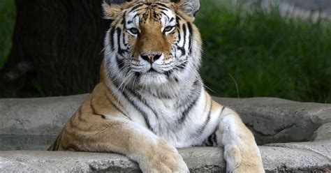 detroit zoo  expand renovate tiger habitat