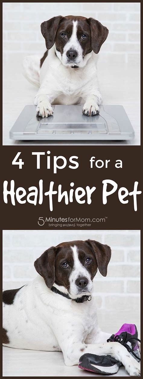 tips   healthy pet healthy living goals arent