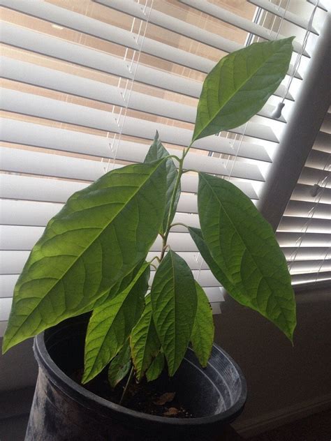 A Hass Avocado Tree Ive Been Growing From Seed For Just About A Year