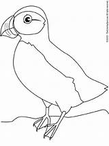 Puffin Macareux Oiseau Oiseaux Ptaki Uccelli Kolorowanki Colorat Pasari P51 Animali Dzieci Kolorowanka Printeaza sketch template