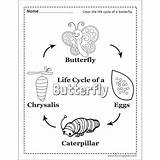 Butterfly Life Cycle Worksheet Printables Coloring Tracing sketch template