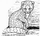 Cheetah Coloringbay Realistic Awesome sketch template