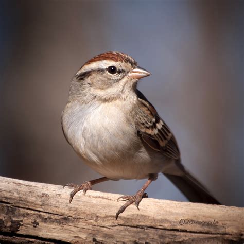 eye    sparrow  wikipedia   encyc flickr