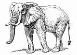 Elephant Coloring Large sketch template