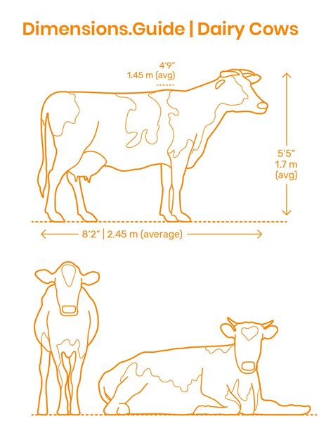 dairy cows farm animal paintings animal drawings  drawing