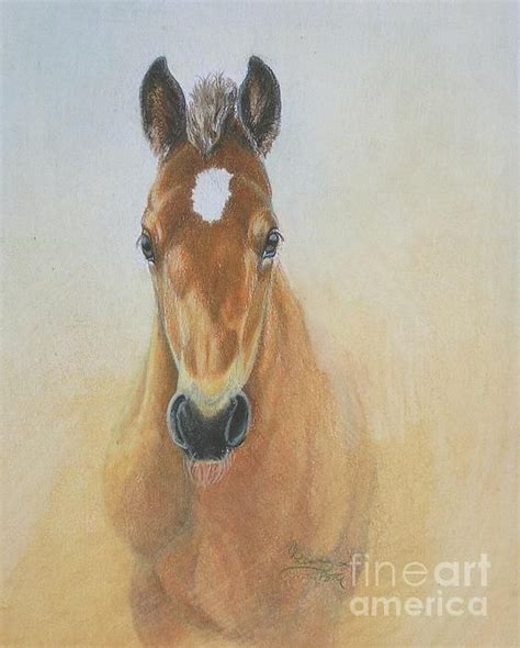 foal study  colored pencil drawing  paper  carrie  lewis