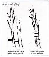 Grafting Juniper Bonsai Graft Lesson Approach Foliage Shimpaku Bark Opt Many Artist Bonsaibark sketch template