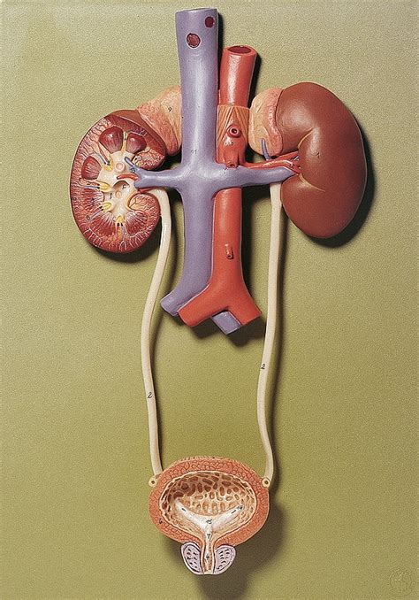 somso urinary organs ls 3 1