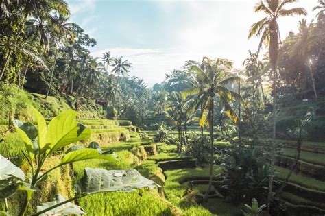 10 Km North Of Central Ubud Lies One Of Bali S Most Important Natural