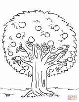 Tree Coloring Apple Pages Trees Printable Drawing Spring Kids Puzzle sketch template