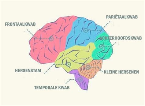 wat zijn de verschillende kwabben van de hersenen gezonder leven