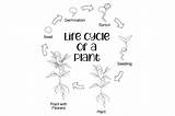 Cycle Plant Life Kids Worksheets Printable Mombrite Science sketch template