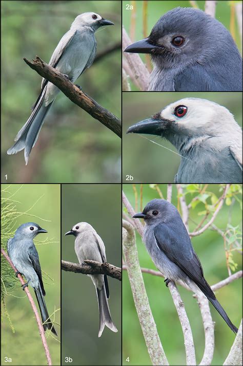 ashy drongo id tips shanghai birding