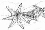 Starfish Outline Stelle Google Seahorse Tatuaggi Sketches Disegni Lápiz Totally Ouvrir sketch template