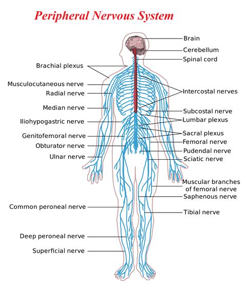 peripheral nervous system yoga