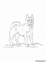 Akita Coloring Pages American Dog Designlooter Getcolorings 750px 93kb sketch template