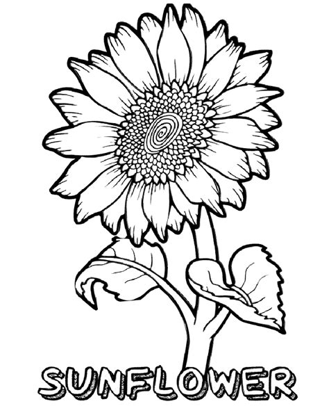 realistic  sunflower coloring page print color craft